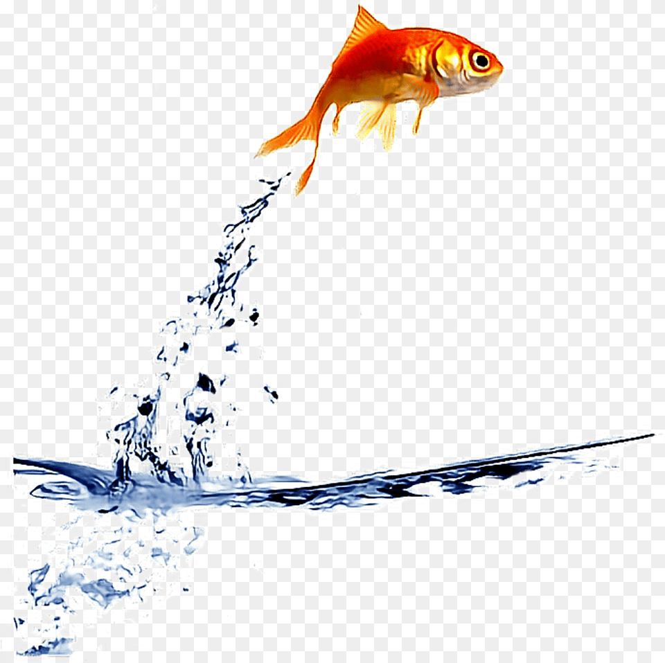 Freetoedit Fish Jump Water Fish Out The Water, Animal, Sea Life, Goldfish Free Transparent Png