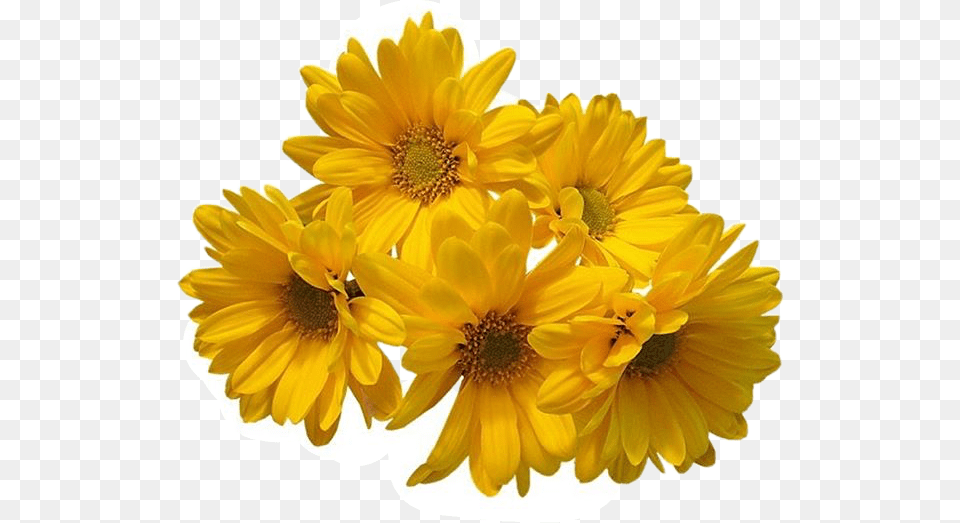Freetoedit Flower Daisy Filler Aesthetic Tumblr Yellow Flower Transparent Background, Petal, Plant, Anther, Sunflower Free Png Download