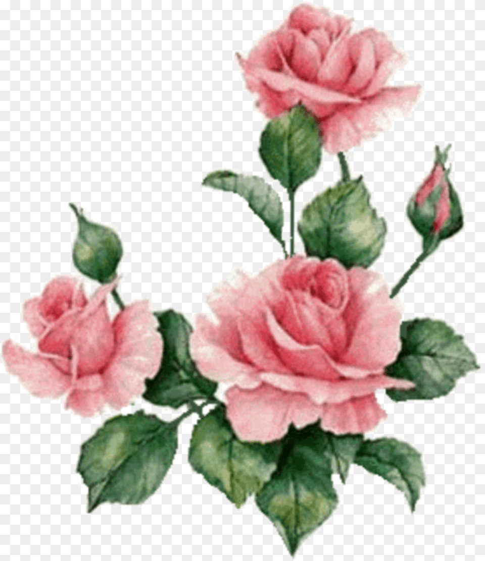 Freetoedit Flower Flores Sticker Overlay Flowers Tumblr, Plant, Rose, Carnation Free Transparent Png