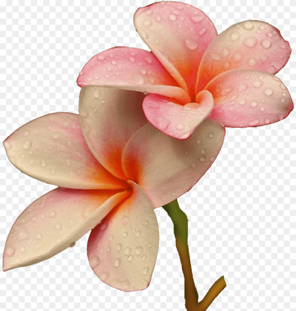Freetoedit Flower Flowers Soft Raindrops Rain Flower, Petal, Plant, Geranium Free Png Download