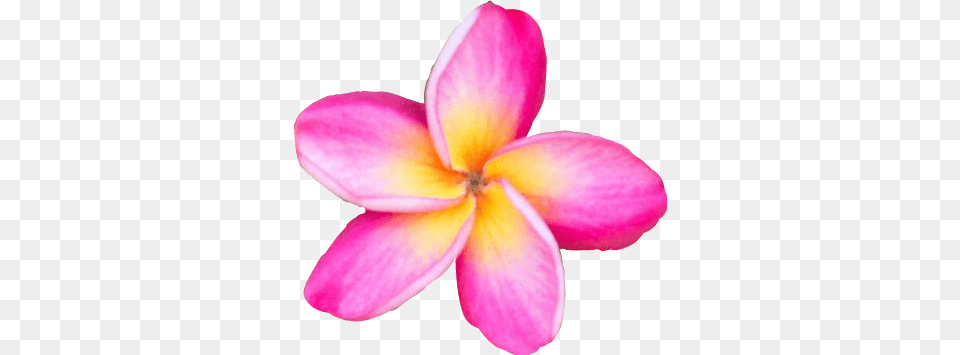 Freetoedit Flower Plumeria Pink Yellow Pretty Frangipani, Dahlia, Petal, Plant Free Png Download