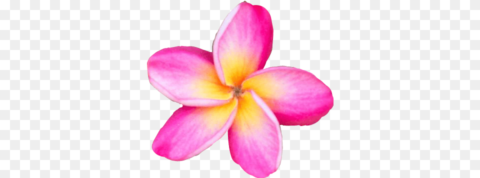 Freetoedit Flower Plumeria Sticker By Kelly Gervais Pink Plumeria, Dahlia, Petal, Plant Free Png Download