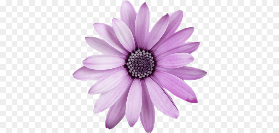 Freetoedit Flower With Transparent Background Purple Flower Transparent Background, Dahlia, Daisy, Petal, Plant Free Png
