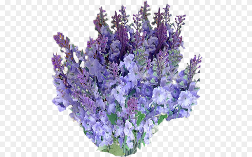 Freetoedit Flowers With A Transparent Background Lavender Flower No Background, Plant, Purple Png