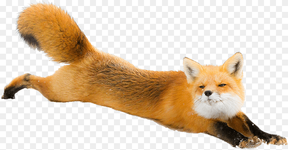 Freetoedit Fox Nature Snow Animals Animal Running Red Fox, Mammal, Wildlife, Canine, Red Fox Png Image