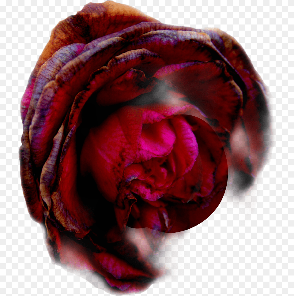 Freetoedit Freetoeditremix Free Dead Rose Hybrid Tea Rose, Flower, Petal, Plant Png