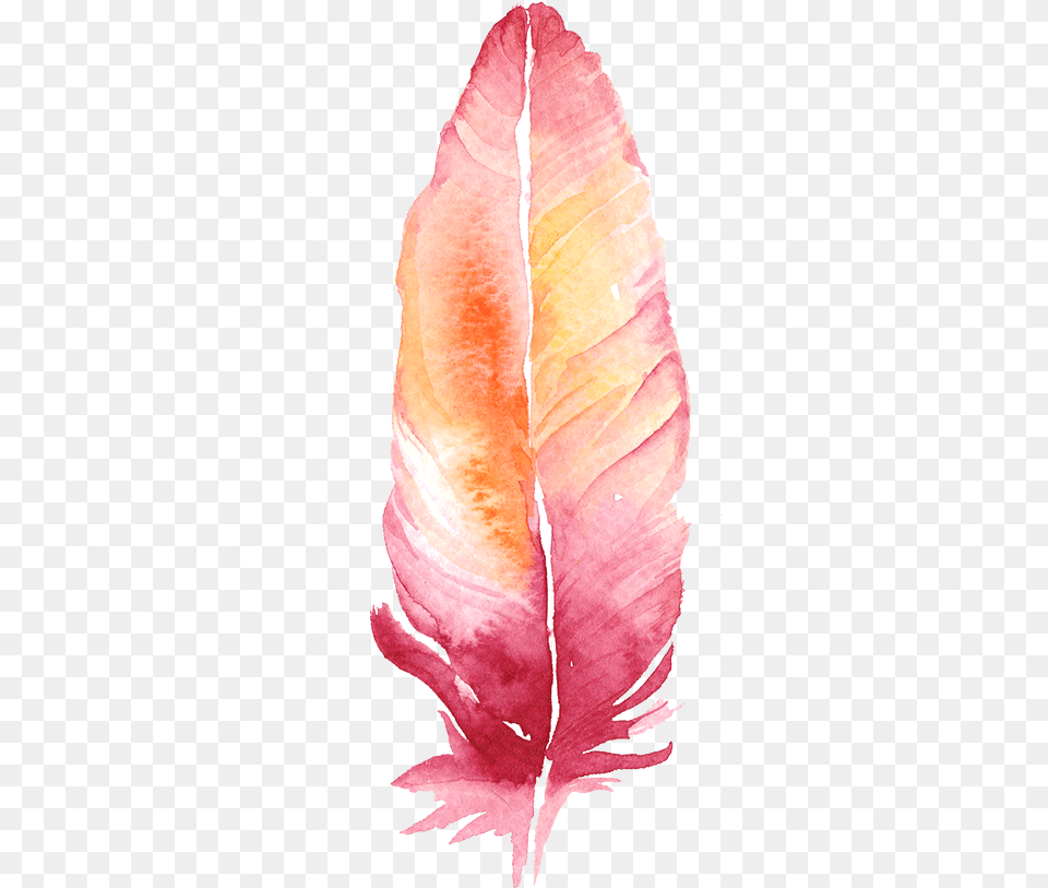Freetoedit Ftesticker Feather Boho Watercolor Colorful Feather Transparent Background, Flower, Leaf, Petal, Plant Free Png