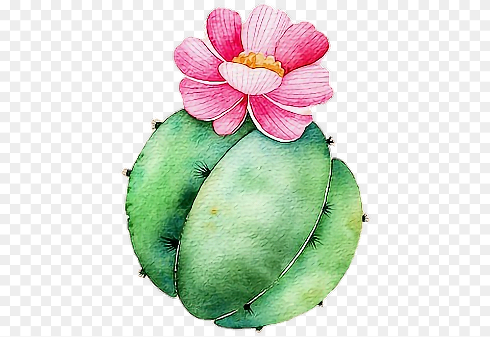 Freetoedit Ftesticker Summer Summervibes Cactus Fondos De Pantalla Para Mamas, Anther, Flower, Petal, Plant Png Image