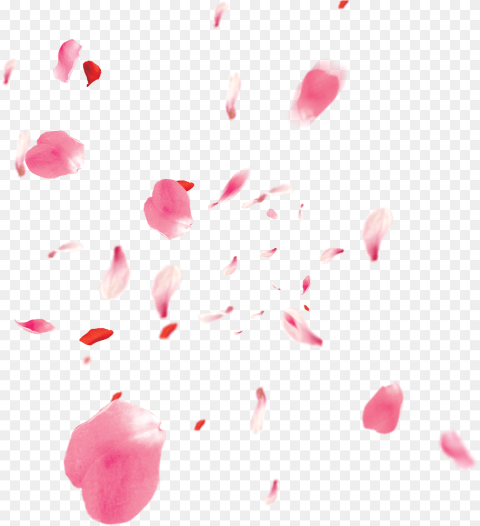 Freetoedit Ftestickers Flower Flowers Pink Rose Petals Pink Rose Petals, Petal, Plant, Baby, Person Free Transparent Png