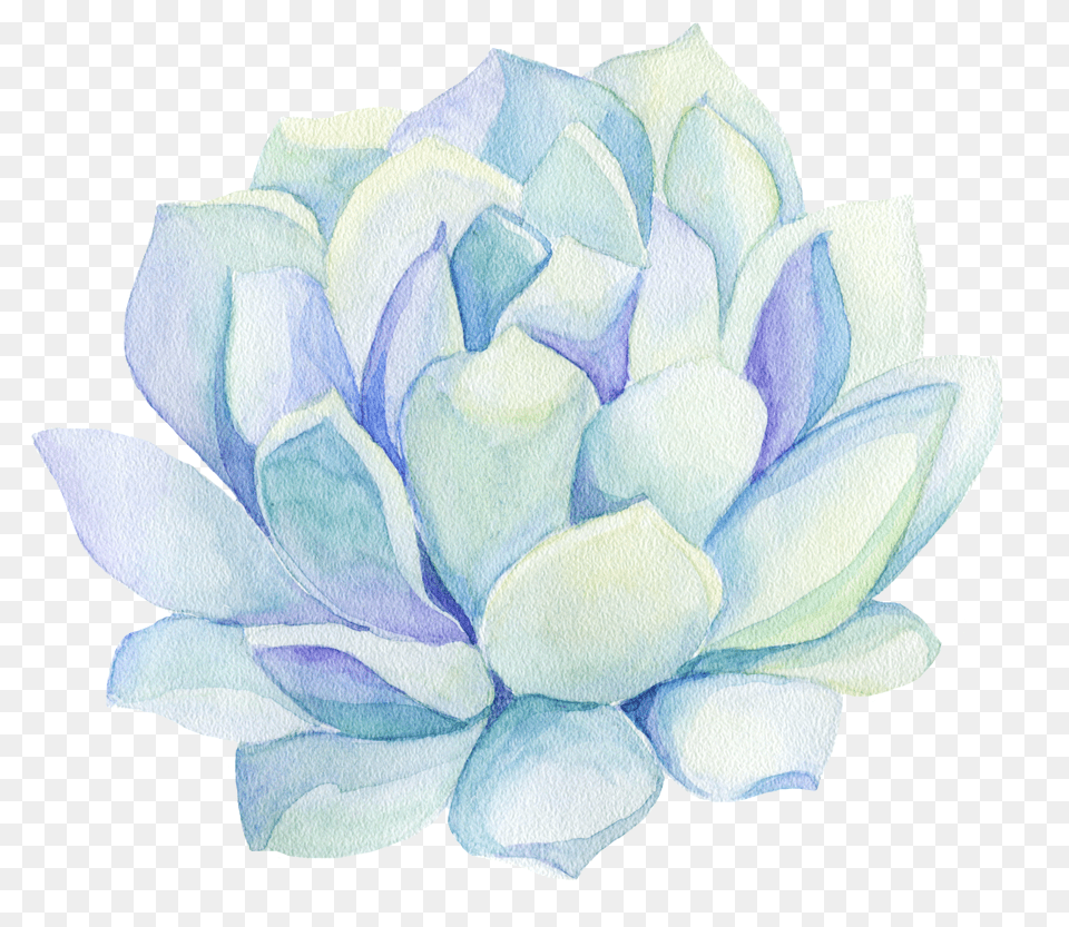 Freetoedit Ftestickers Watercolor Cactus Flower Decorat, Dahlia, Petal, Plant, Rose Png