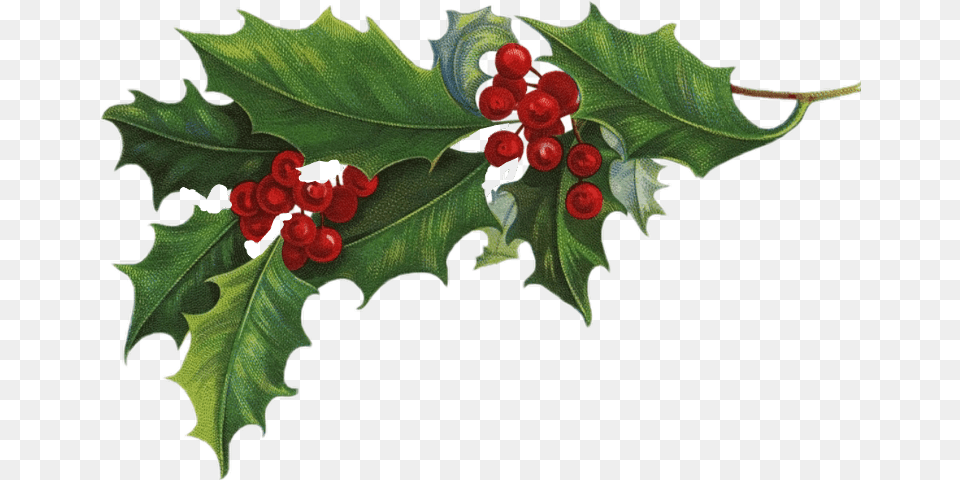 Freetoedit Garlands Christmas Christmastree Christmastime Holly Background, Leaf, Plant, Food, Fruit Free Transparent Png