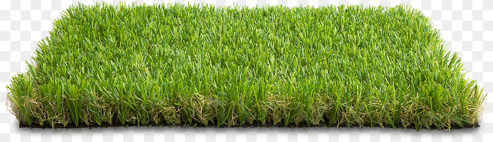 Freetoedit Grass Grama Grama Em, Plant, Vegetation, Lawn, Field Png Image