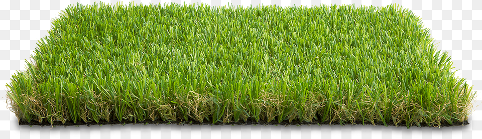 Freetoedit Grass Grama Lawn, Plant, Vegetation, Field Png Image