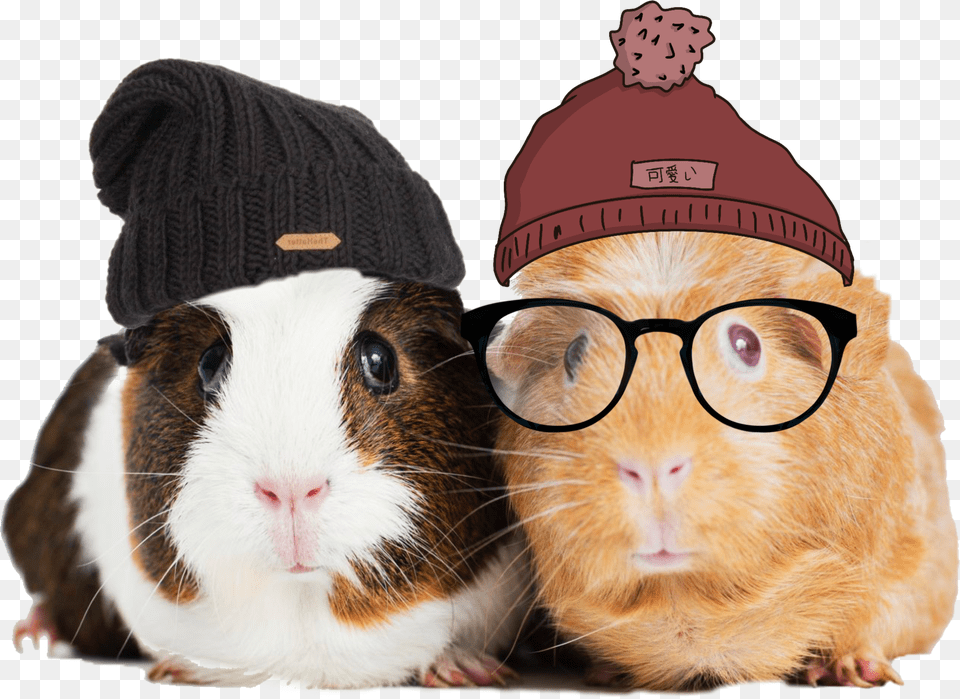 Freetoedit Guineapig Guinea Pig Beanies Hats Guinea Pig Testing Png Image