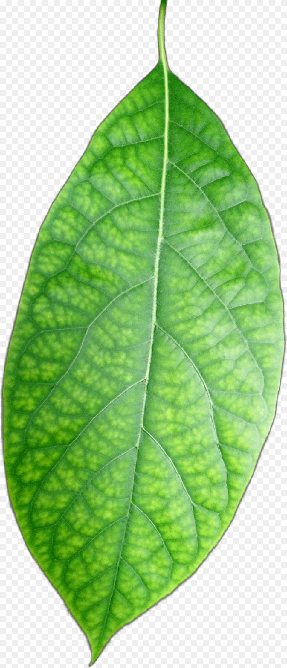Freetoedit Hoja Verde Leave Green Plants Palto Bud, Leaf, Plant Free Png