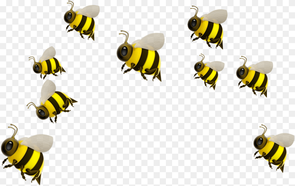 Freetoedit Honeybee, Animal, Invertebrate, Insect, Honey Bee Free Png