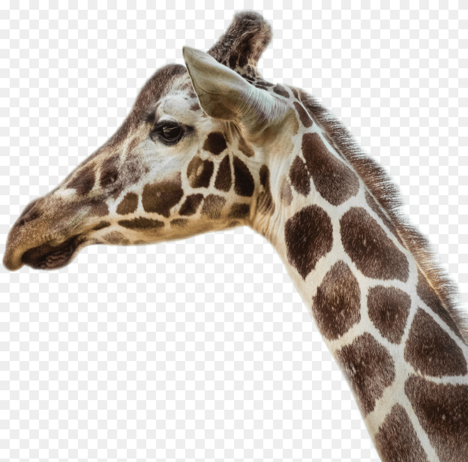 Freetoedit Ircdarlinggiraffe Darlinggiraffe Giraffe Giraffe Head, Animal, Mammal, Wildlife Png Image