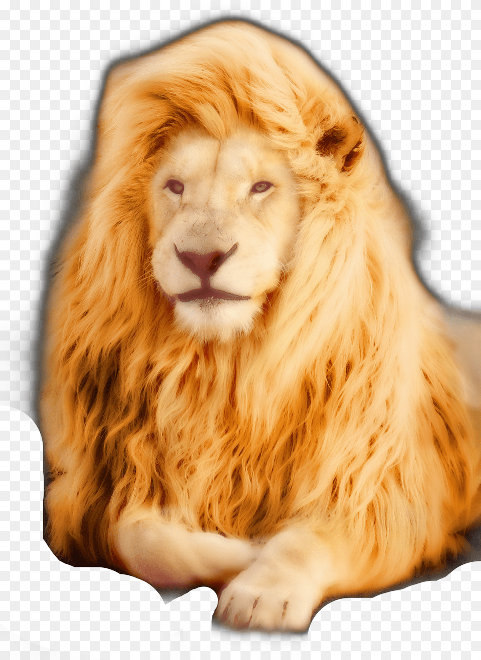 Freetoedit Lione Free Transparent Png