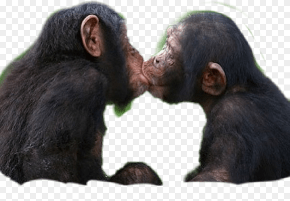 Freetoedit Love Rikarxfin83 Picsart Scmonkey Monkey, Wildlife, Animal, Ape, Mammal Free Png