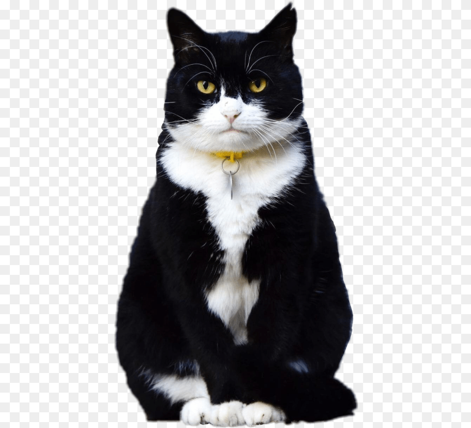 Freetoedit Mad Cat Kellydawn Cat, Animal, Mammal, Pet, Accessories Free Png Download