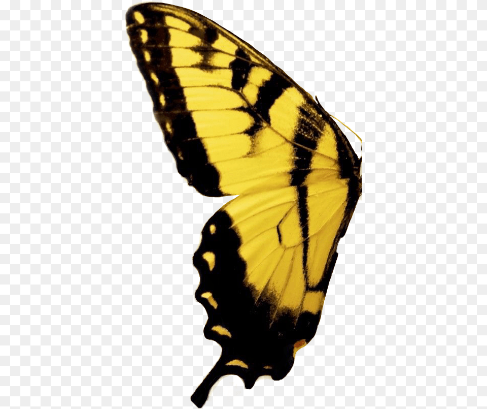 Freetoedit Mariposa Butterfly Yellow Amarillo Butterfly Yellow And Black, Animal, Insect, Invertebrate Png
