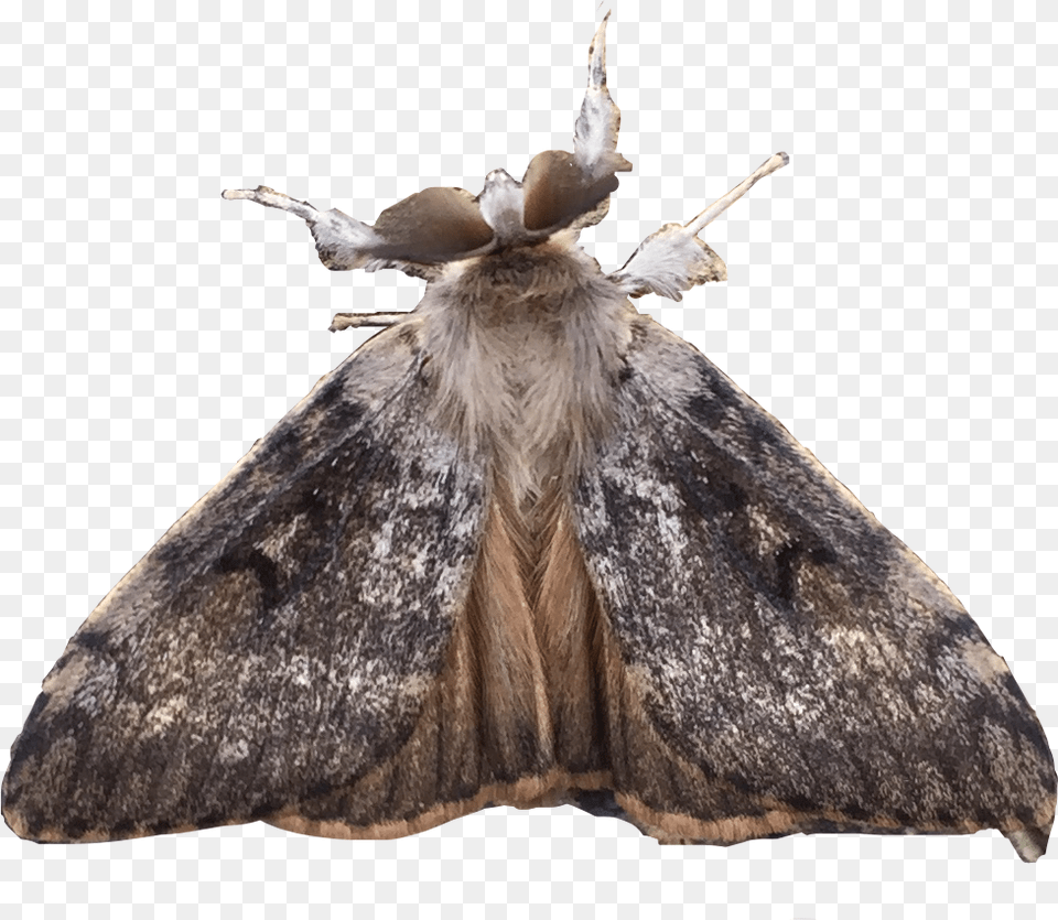 Freetoedit Moth, Animal, Butterfly, Insect, Invertebrate Free Png