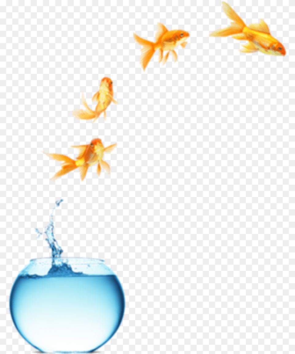 Freetoedit Myedit Fish Jumping Out Of Bowl Life Is What You Make, Animal, Sea Life, Goldfish Free Transparent Png