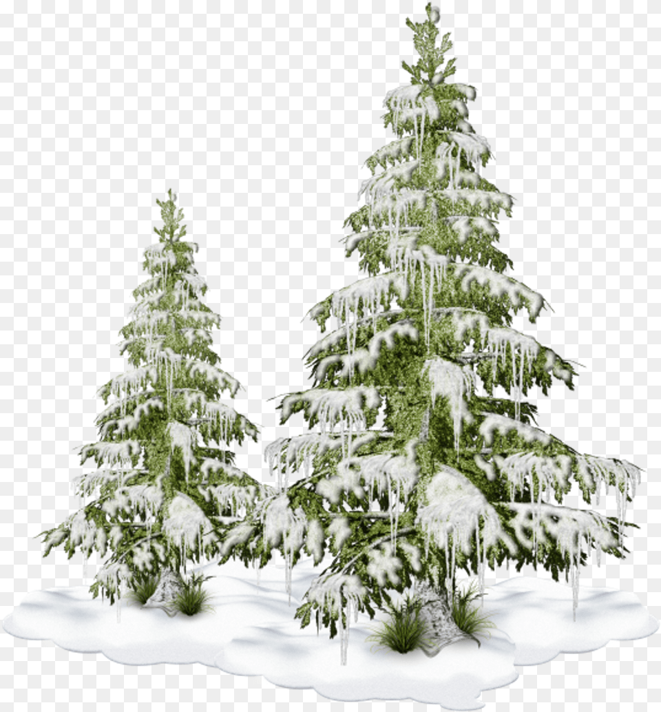 Freetoedit Nature Tree Christmastree Snow Winter, Fir, Ice, Pine, Plant Png Image