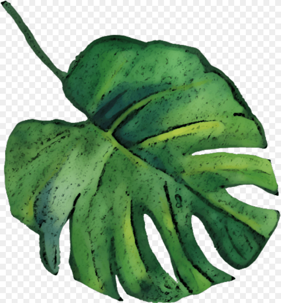 Freetoedit Overlay Watercolor Palm Tropical Leaves Watercolor Tropical Leaf, Plant, Tree, Annonaceae Free Png