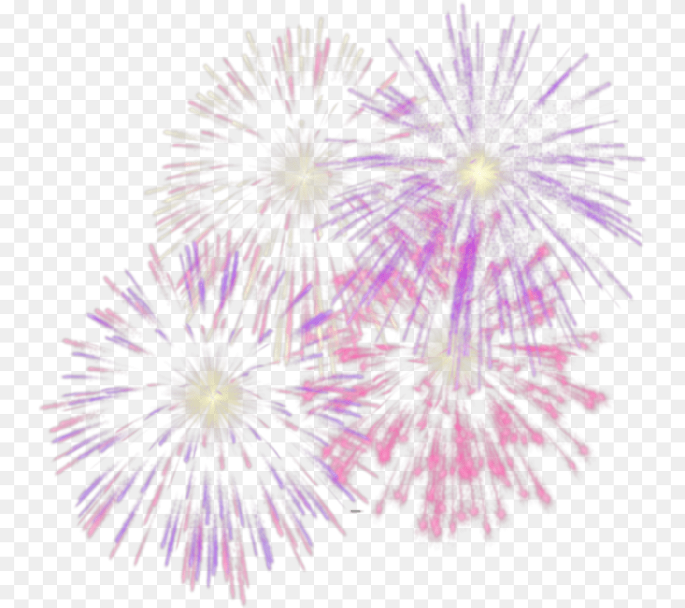 Freetoedit Pink Purple Fireworks Pink Fireworks Transparent Background, Plant Png