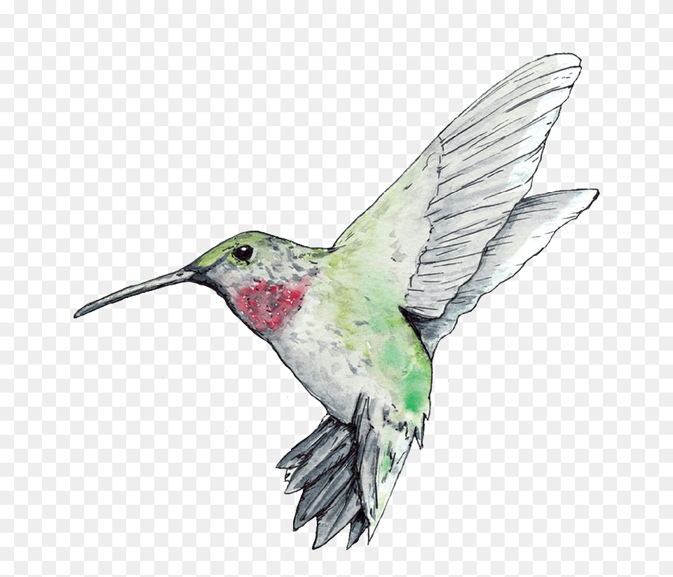 Freetoedit Porter Hummingbird Colibr Colibri Ruby Throated Hummingbird, Animal, Bird Png Image