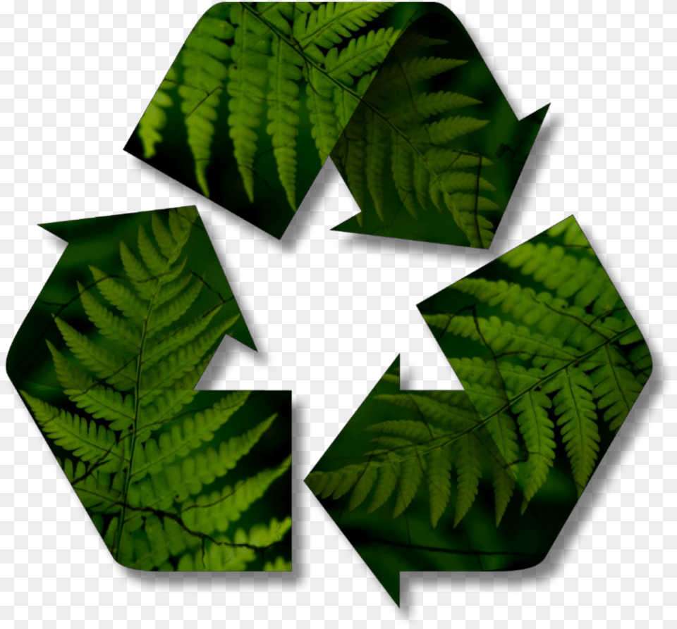 Freetoedit Recycable Reciclable Recycling Reciclado, Leaf, Plant, Recycling Symbol, Symbol Free Png Download