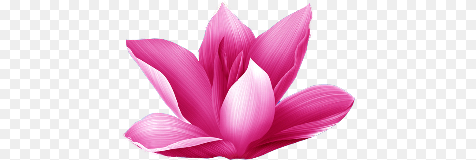 Freetoedit Sacred Lotus, Dahlia, Flower, Petal, Plant Free Png