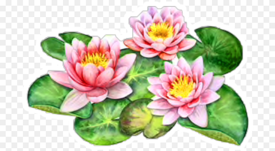 Freetoedit Sacred Lotus, Flower, Plant, Lily, Petal Free Transparent Png
