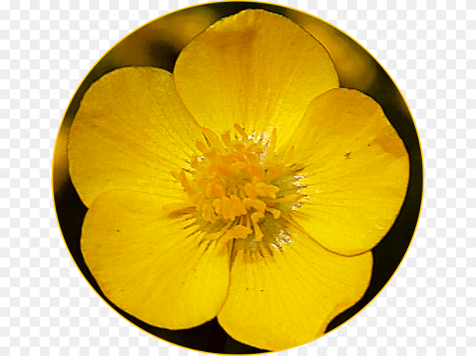 Freetoedit Scyellow Yellow Flower Buttercup Buttercup, Anemone, Anther, Petal, Plant Png Image
