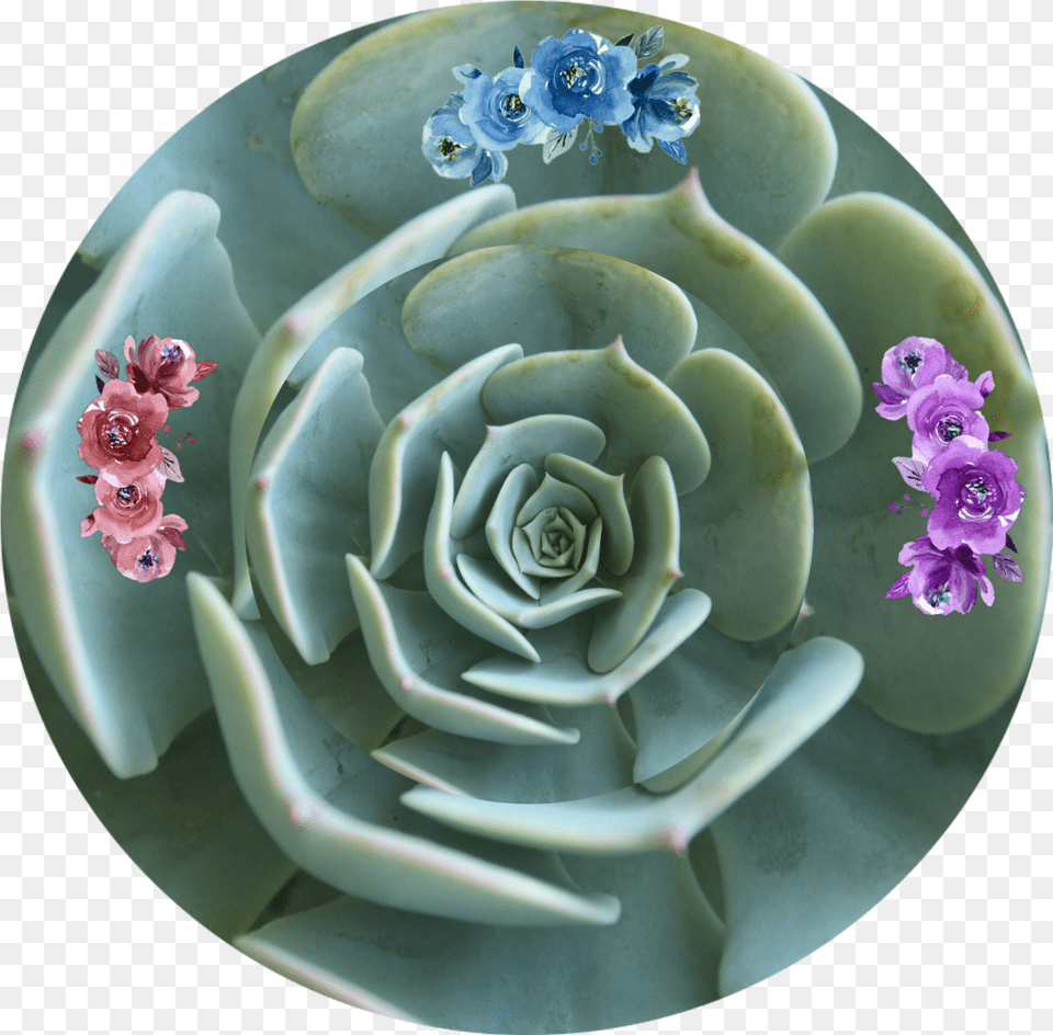 Freetoedit Shapecrop Flowers Abstract Nature Madewithp Suculentas Cola De Burro, Pottery, Flower, Plant, Petal Png Image
