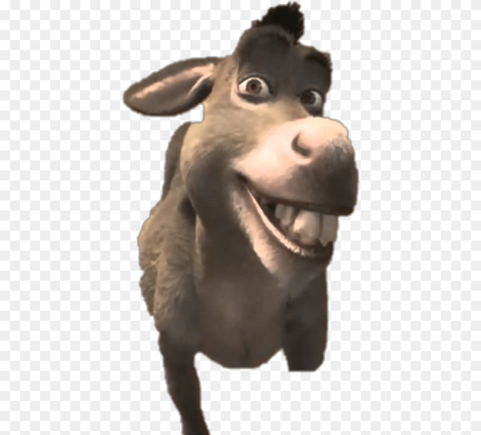 Freetoedit Shrek Donkey Donkey Shrek, Animal, Mammal, Bear, Wildlife Png