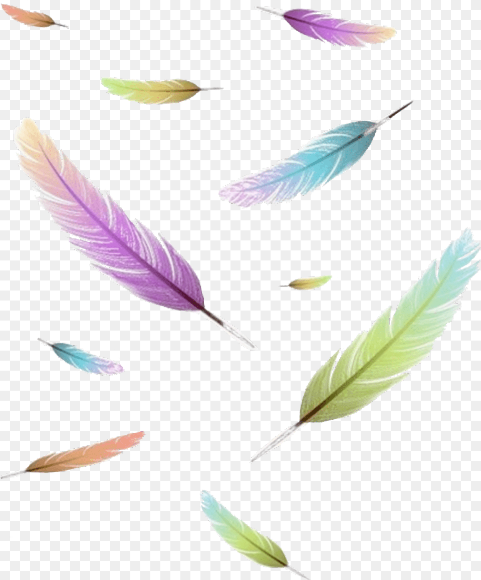 Freetoedit Sticker Icon Feder Feather Wrote Write Feather, Flower, Leaf, Petal, Plant Free Png Download