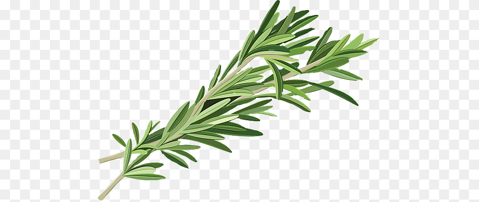 Freetoedit Sticker Rosemary Herb Herbs Witch Greenwitch, Herbal, Plant, Tree, Conifer Free Png Download