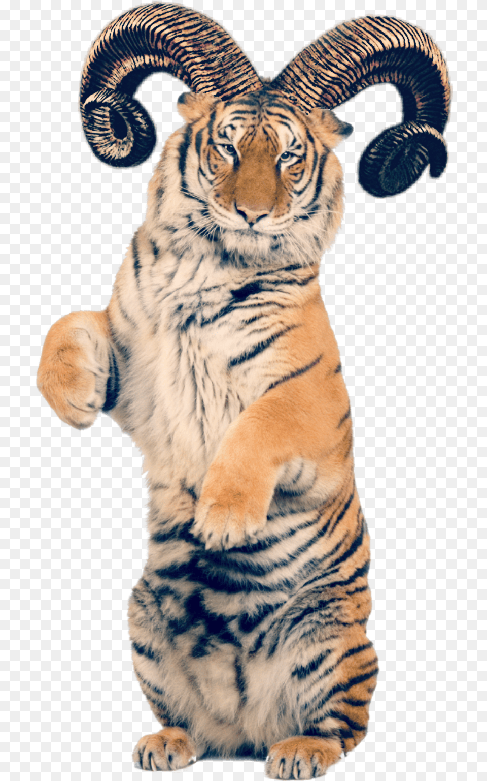 Freetoedit Tiger Sticker Horns Feline Quick Tiger Parts Of The Body, Animal, Mammal, Wildlife Free Transparent Png