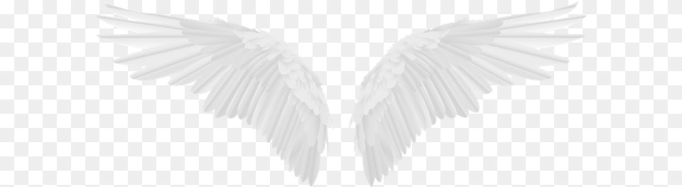 Freetoedit Wings Angel Wing White Love Girl Fly Trend Angel Wings, Animal, Bird, Flying Png Image