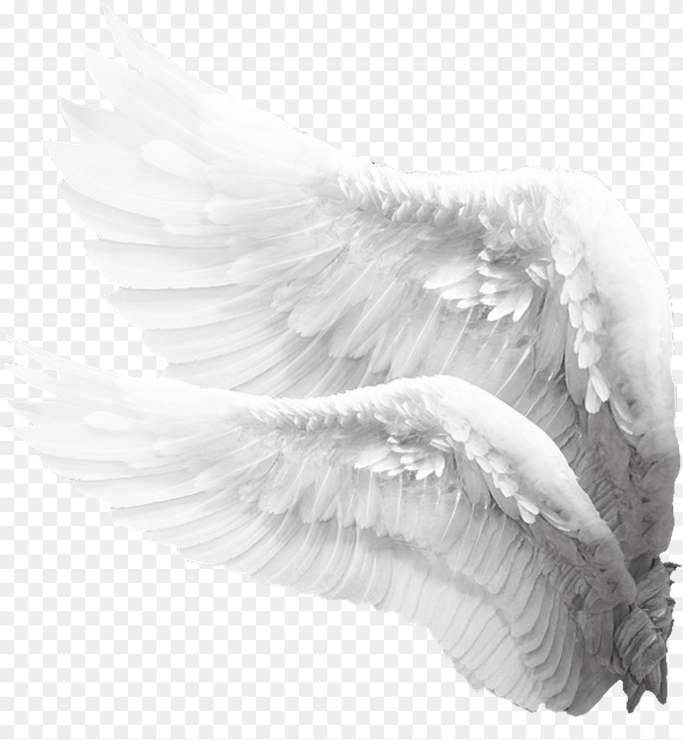 Freetoedit Wings White Mysticker Picsart Angel Wings Side, Animal, Bird, Swan Free Transparent Png