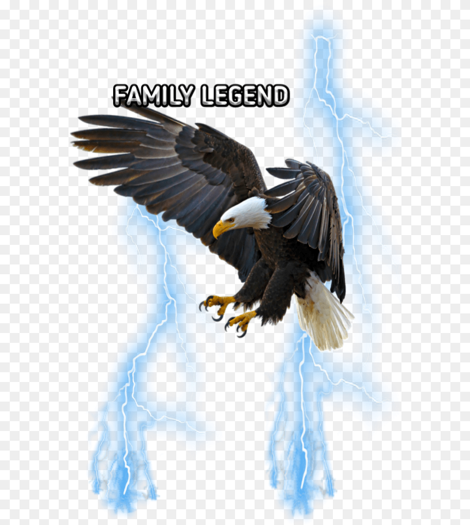 Freetoediteemput Eagle Lightning Blue 1080p Eagle Hd, Animal, Bird, Bald Eagle Free Png Download