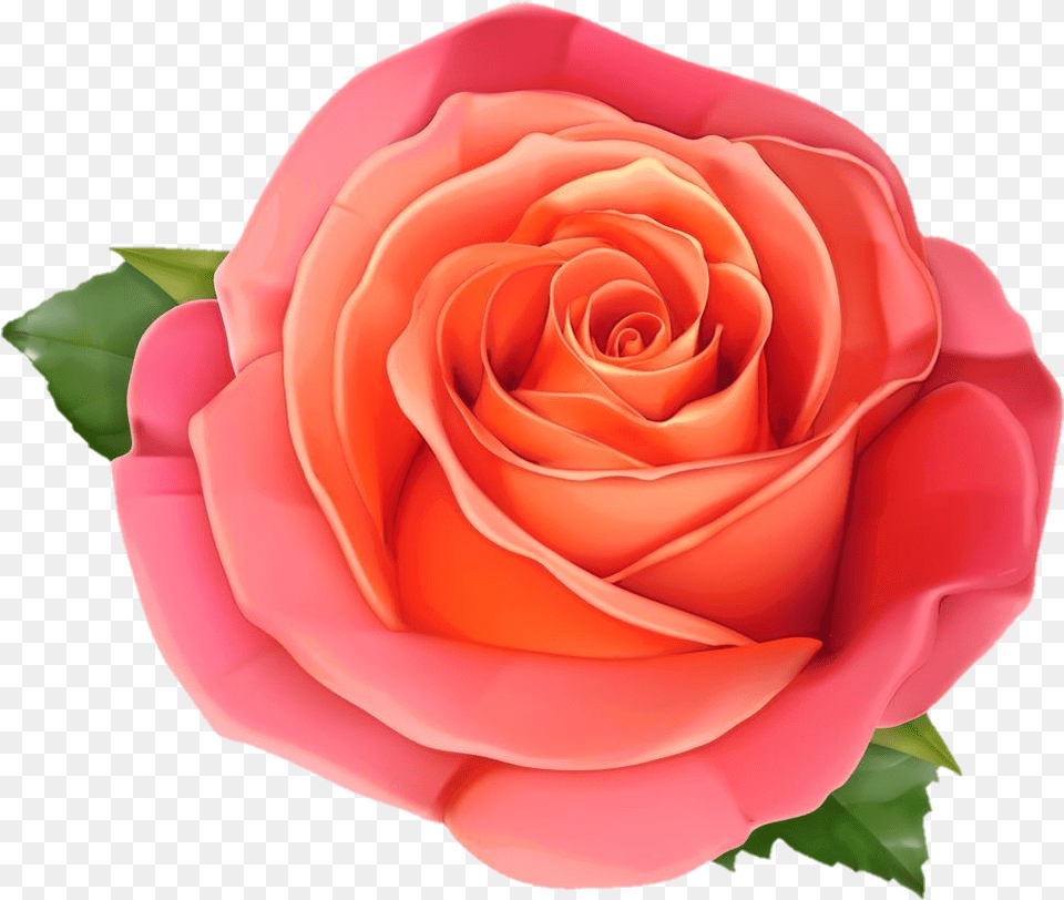 Freetoediteemput Rose Flowers Flowers Roses Clipart, Flower, Plant, Petal Free Transparent Png