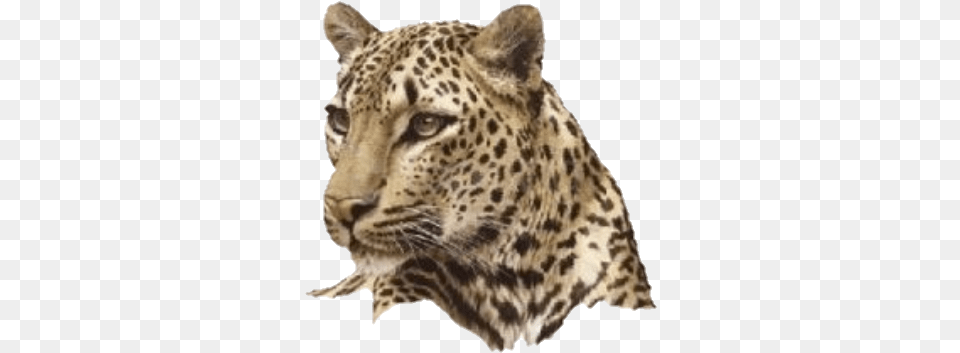 Freetoediteemput Tiger Tigers Tiger, Animal, Mammal, Panther, Wildlife Free Png Download