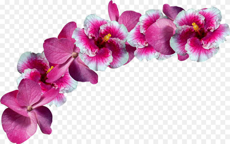 Freetoeditflowers Crown Remixit Pink Flower Crown, Geranium, Plant, Orchid, Petal Free Png