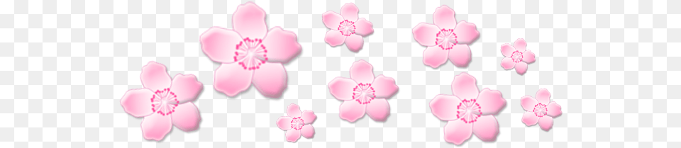 Freetouse Cute Sakura Flower Pink Crown Transparent Blue Aesthetic Stickers, Petal, Plant, Orchid, Anemone Free Png Download