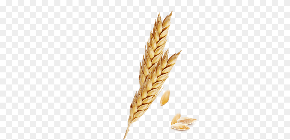 Freeuse Barley Vector Spike Wheat Barley Background, Food, Grain, Produce, Fruit Free Png Download