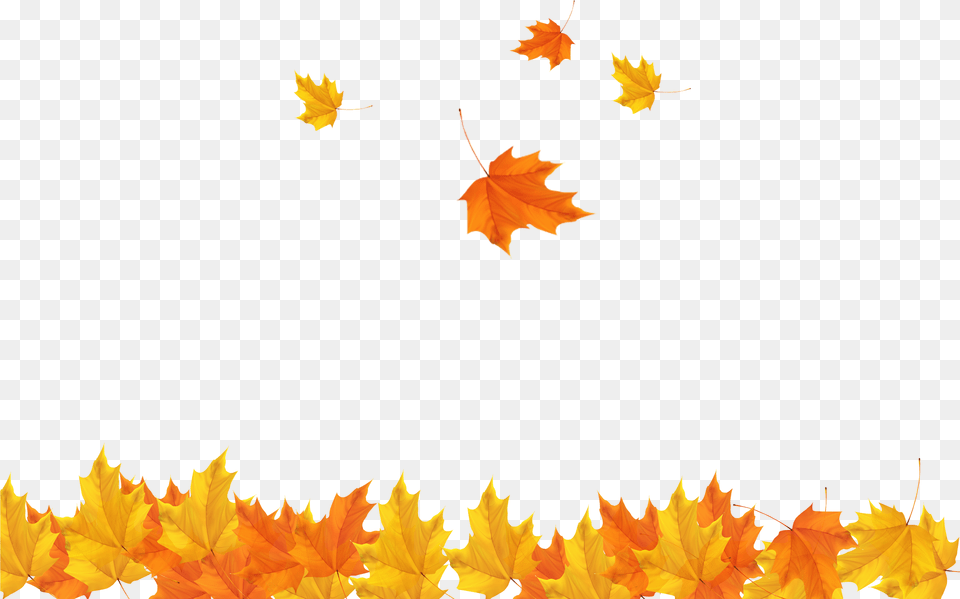 Freeuse Download Autumn Leaves Background Clipart Transparent Background Fall Leaves, Leaf, Plant, Tree, Maple Png