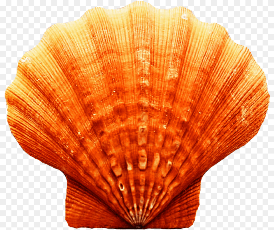 Freeuse Download Dark Orange Seashell By Jeanicebartzen, Animal, Clam, Food, Invertebrate Png